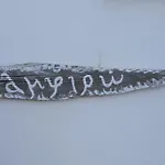 Asterias *